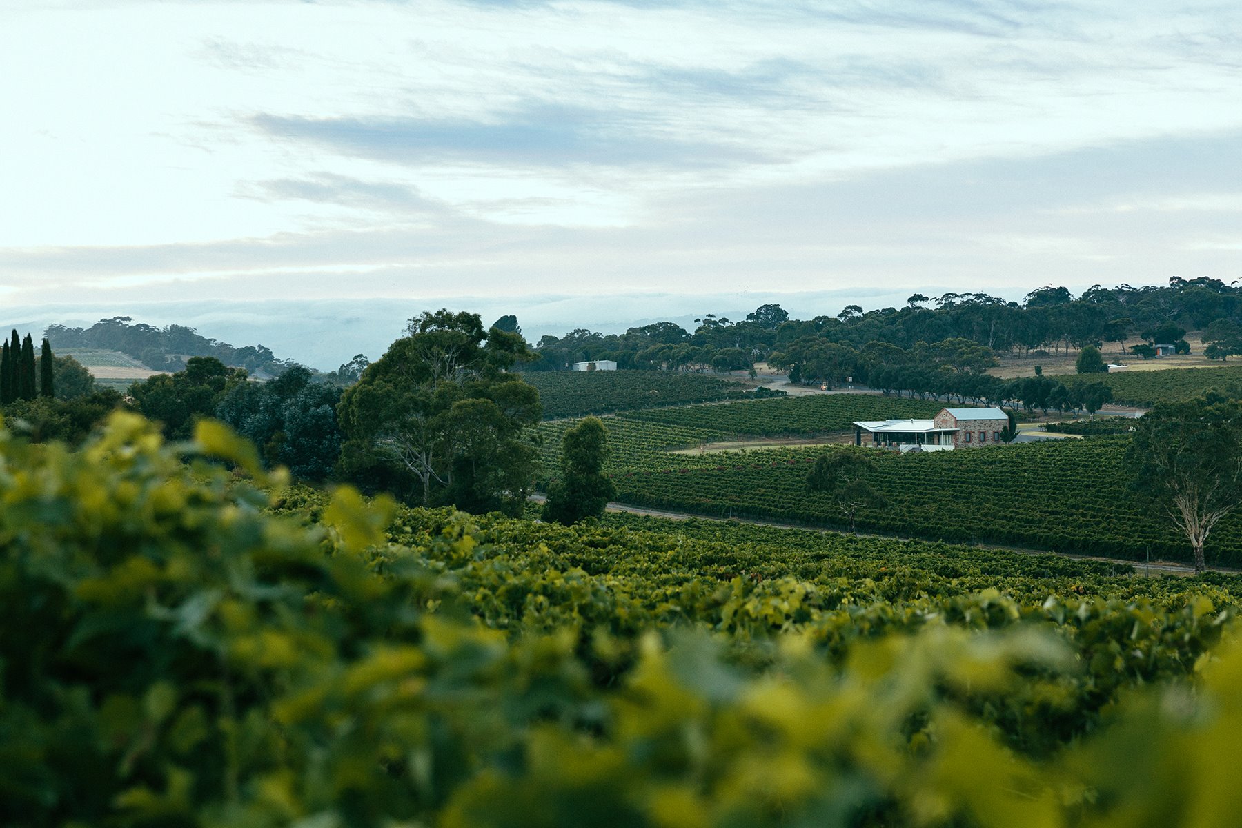 https://www.vinocorpperu.com/images/bodegas/angove/SENTIDO DE LUGAR-min.jpg
